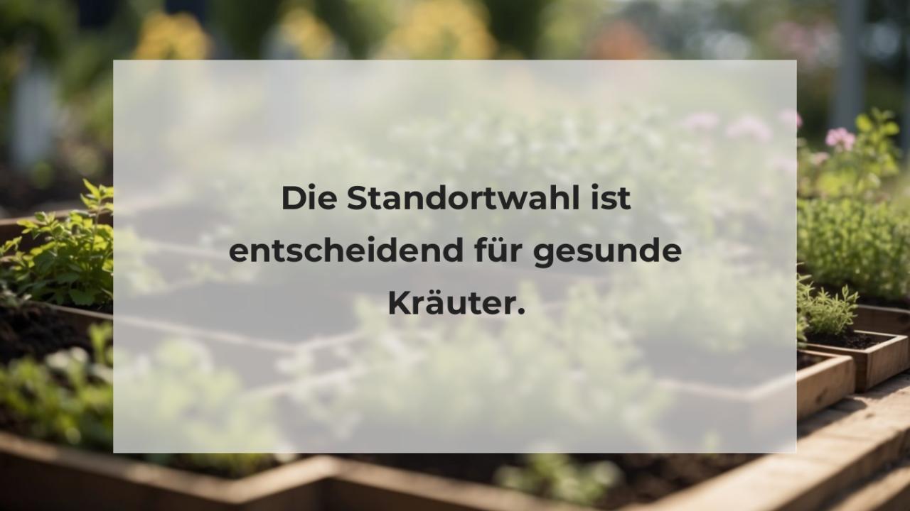 Die Standortwahl ist entscheidend für gesunde Kräuter.