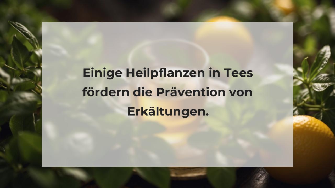 Einige Heilpflanzen in Tees fördern die Prävention von Erkältungen.