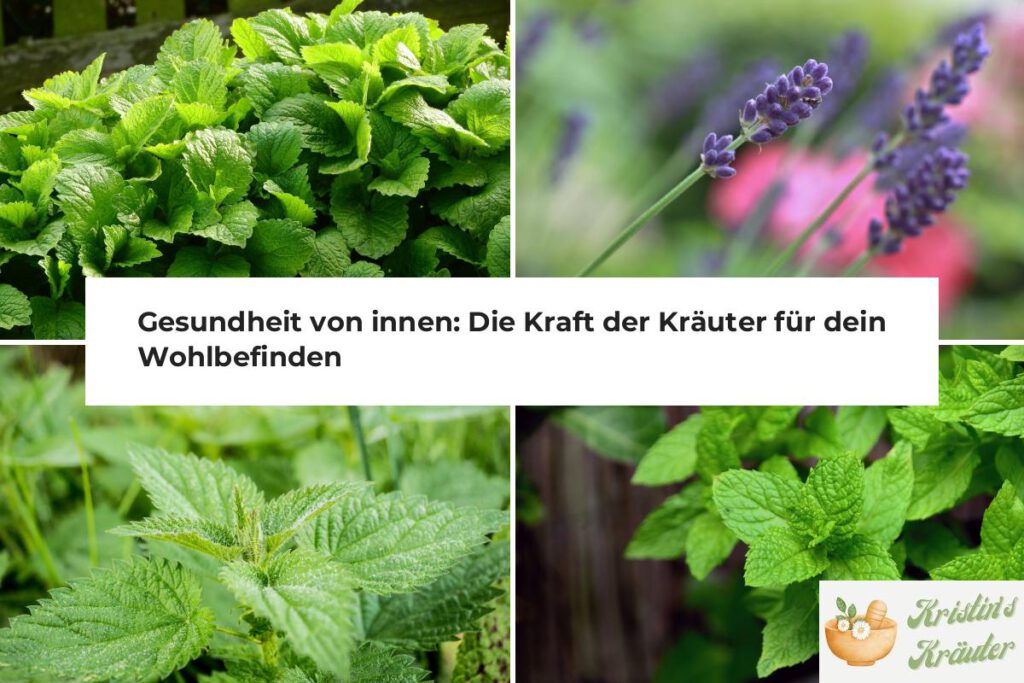 Kräuter für die Gesundheit