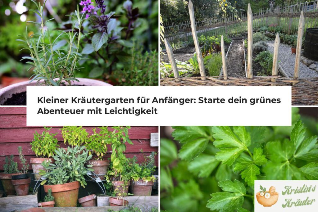 Kleiner Kräutergarten für Anfänger