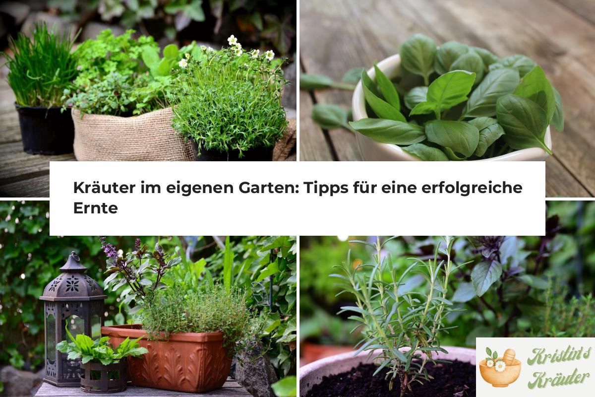 Kräuter im eigenen Garten Tipps für eine erfolgreiche Ernte Kristin