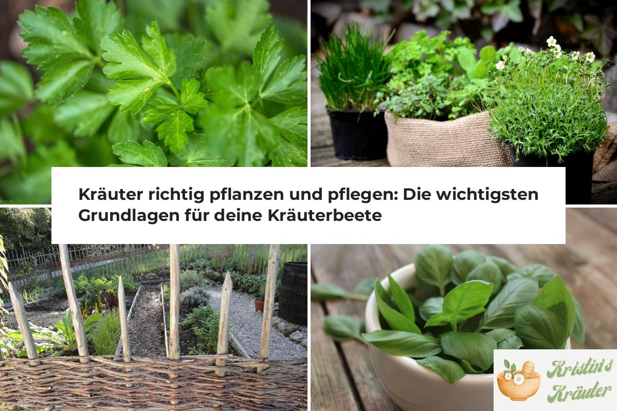 Kräuter richtig pflanzen und pflegen Die wichtigsten Grundlagen für