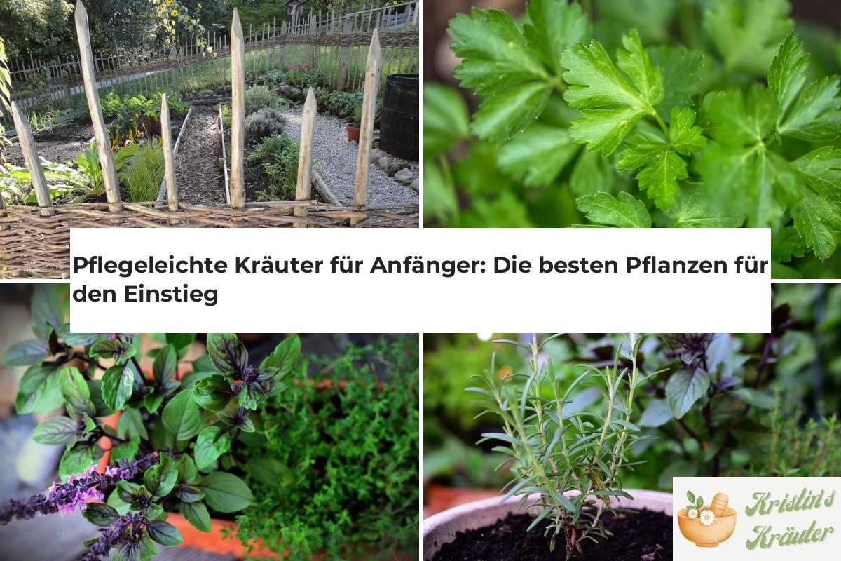 Pflegeleichte Kräuter für Anfänger Die besten Pflanzen für den