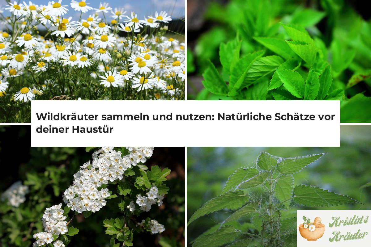 Wildkräuter sammeln und nutzen Natürliche Schätze vor deiner Haustür